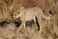 2012-07-14 Namibia 161 - Amani Lodge - Game Drive - Gepard